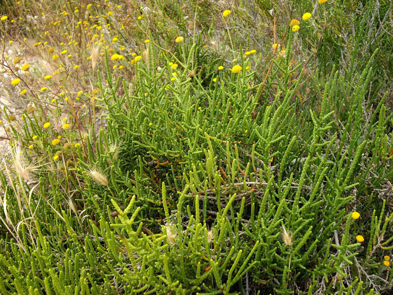 Sarcocornia fruticosa 3